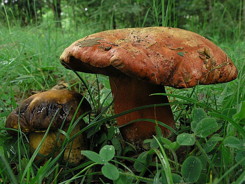 una dedica a Gi� ed Enzo (il liguaggio dei funghi)